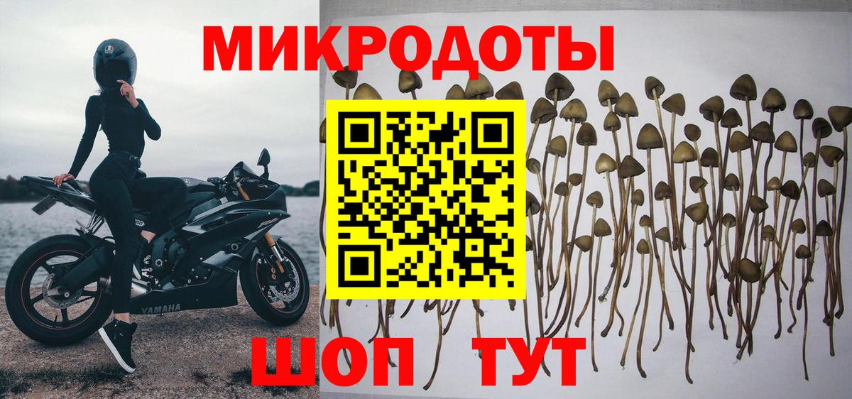 Галлюциногенные грибы Cubensis Котовск